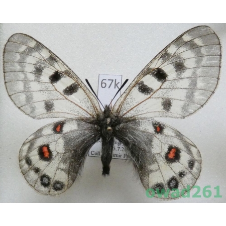 Parnassius cephalus cephalus (Grum-Grshimailo, 1891) female China67k